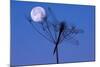 Dragonfly, Plant, Silhouette, Moon-Herbert Kehrer-Mounted Photographic Print