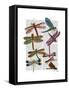 Dragonfly Print 3-Fab Funky-Framed Stretched Canvas