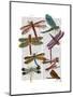 Dragonfly Print 3-Fab Funky-Mounted Art Print