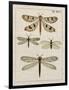 Dragonfly Study I-Vision Studio-Framed Art Print