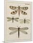 Dragonfly Study I-Vision Studio-Mounted Art Print