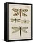 Dragonfly Study I-Vision Studio-Framed Stretched Canvas