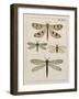 Dragonfly Study I-Vision Studio-Framed Art Print