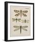 Dragonfly Study I-Vision Studio-Framed Art Print