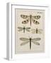 Dragonfly Study I-Vision Studio-Framed Art Print