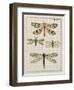 Dragonfly Study I-Vision Studio-Framed Art Print