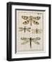 Dragonfly Study I-Vision Studio-Framed Art Print