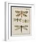 Dragonfly Study I-Vision Studio-Framed Art Print