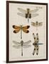 Dragonfly Study II-Vision Studio-Framed Art Print