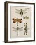 Dragonfly Study II-Vision Studio-Framed Art Print