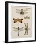 Dragonfly Study II-Vision Studio-Framed Art Print