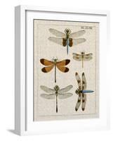 Dragonfly Study II-Vision Studio-Framed Art Print