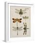 Dragonfly Study II-Vision Studio-Framed Art Print