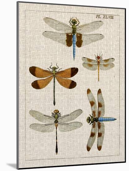 Dragonfly Study II-Vision Studio-Mounted Art Print