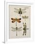 Dragonfly Study II-Vision Studio-Framed Art Print