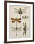 Dragonfly Study II-Vision Studio-Framed Art Print