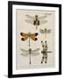 Dragonfly Study II-Vision Studio-Framed Art Print