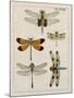 Dragonfly Study II-Vision Studio-Mounted Art Print