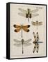 Dragonfly Study II-Vision Studio-Framed Stretched Canvas