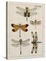 Dragonfly Study II-Vision Studio-Stretched Canvas