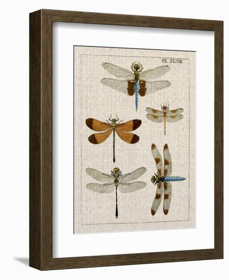 Dragonfly Study II-Vision Studio-Framed Art Print