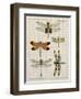 Dragonfly Study II-Vision Studio-Framed Art Print