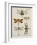 Dragonfly Study II-Vision Studio-Framed Art Print