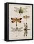 Dragonfly Study II-Vision Studio-Framed Stretched Canvas