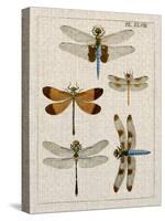 Dragonfly Study II-Vision Studio-Stretched Canvas