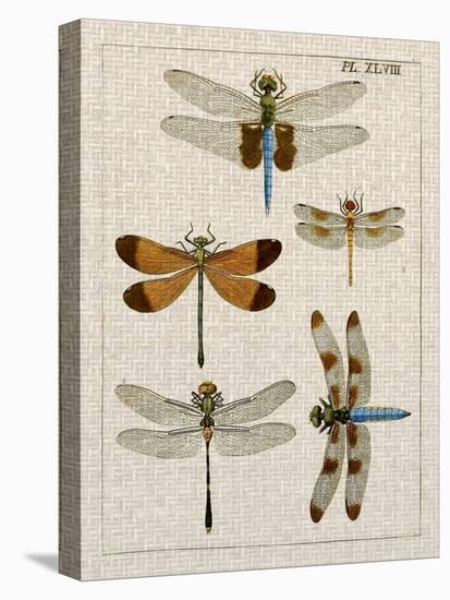 Dragonfly Study II-Vision Studio-Stretched Canvas