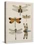 Dragonfly Study II-Vision Studio-Stretched Canvas