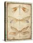 Dragonfly Whisper-A-Jean Plout-Stretched Canvas