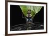 Dragonfly, Yasuni NP, Amazon Rainforest, Ecuador-Pete Oxford-Framed Photographic Print