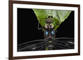 Dragonfly, Yasuni NP, Amazon Rainforest, Ecuador-Pete Oxford-Framed Photographic Print