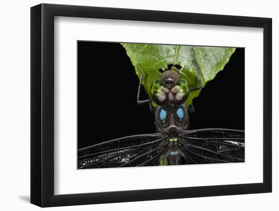 Dragonfly, Yasuni NP, Amazon Rainforest, Ecuador-Pete Oxford-Framed Photographic Print