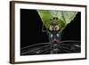 Dragonfly, Yasuni NP, Amazon Rainforest, Ecuador-Pete Oxford-Framed Photographic Print