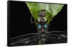 Dragonfly, Yasuni NP, Amazon Rainforest, Ecuador-Pete Oxford-Framed Stretched Canvas