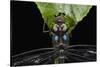 Dragonfly, Yasuni NP, Amazon Rainforest, Ecuador-Pete Oxford-Stretched Canvas