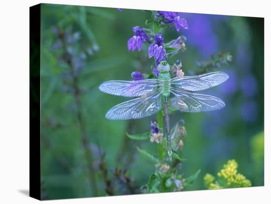 Dragonfly-Lynn M^ Stone-Stretched Canvas