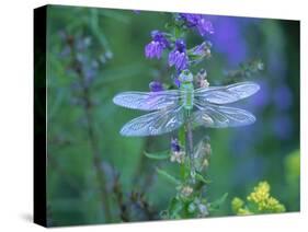 Dragonfly-Lynn M^ Stone-Stretched Canvas