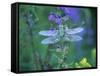 Dragonfly-Lynn M^ Stone-Framed Stretched Canvas