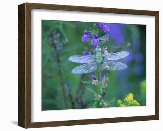 Dragonfly-Lynn M^ Stone-Framed Premium Photographic Print