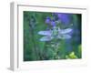 Dragonfly-Lynn M^ Stone-Framed Premium Photographic Print