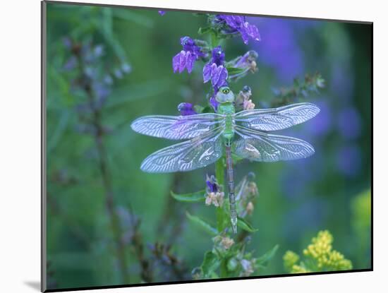 Dragonfly-Lynn M^ Stone-Mounted Premium Photographic Print