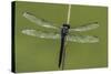 Dragonfly-Gary Carter-Stretched Canvas