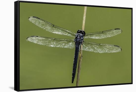 Dragonfly-Gary Carter-Framed Stretched Canvas