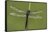 Dragonfly-Gary Carter-Framed Stretched Canvas