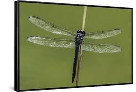 Dragonfly-Gary Carter-Framed Stretched Canvas