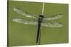 Dragonfly-Gary Carter-Stretched Canvas