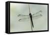 Dragonfly-Gary Carter-Framed Stretched Canvas